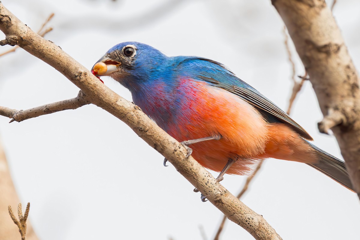 Rose-bellied Bunting - ML635767655