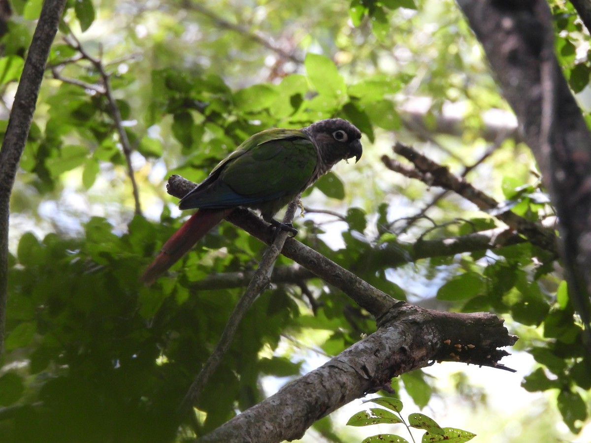 Green-cheeked Parakeet - ML635767695