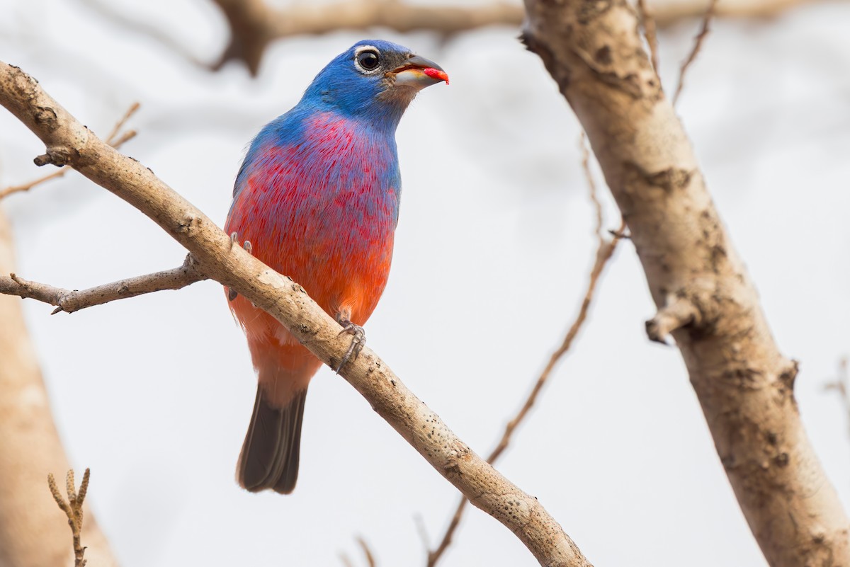 Rose-bellied Bunting - ML635767697