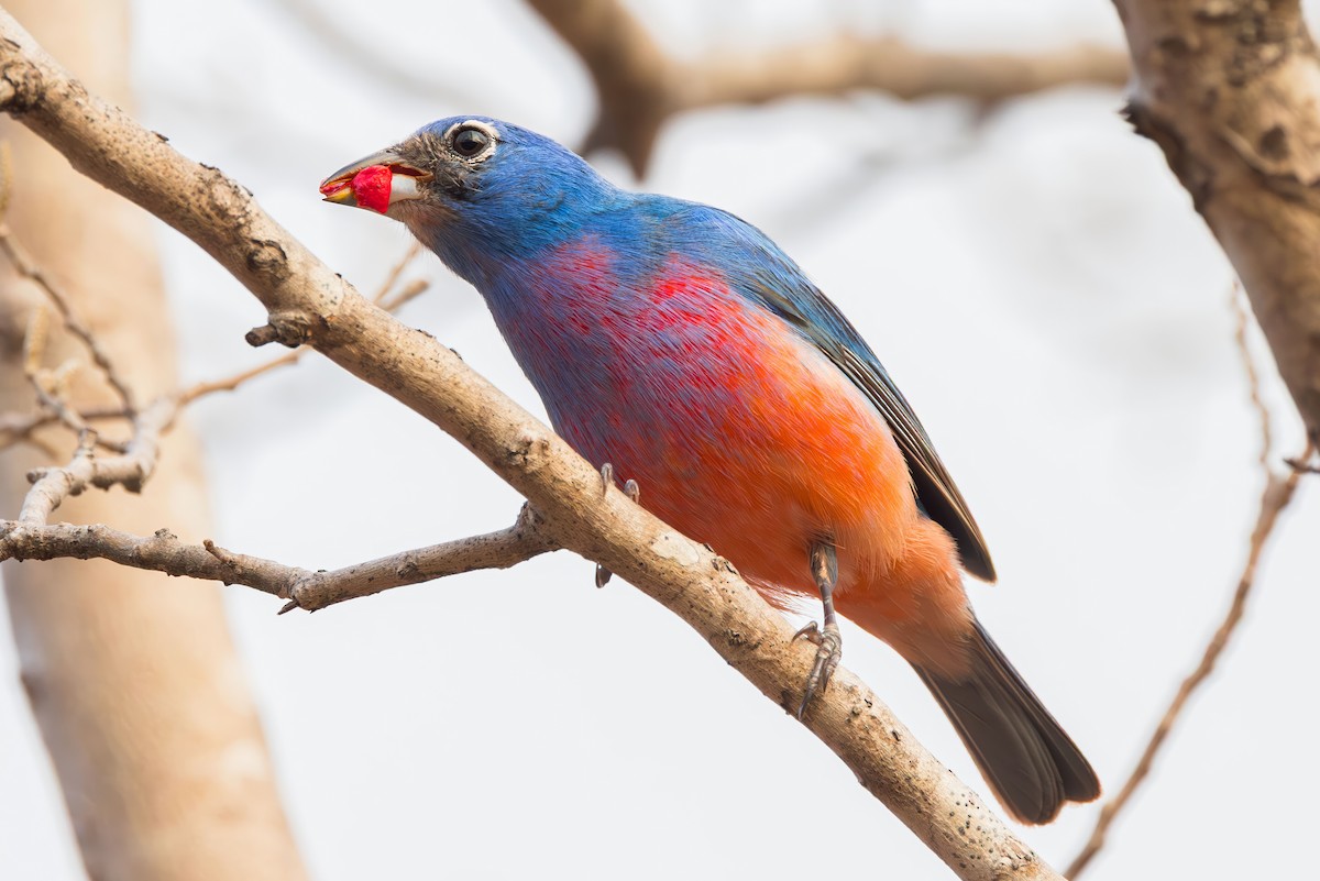 Rose-bellied Bunting - ML635767706