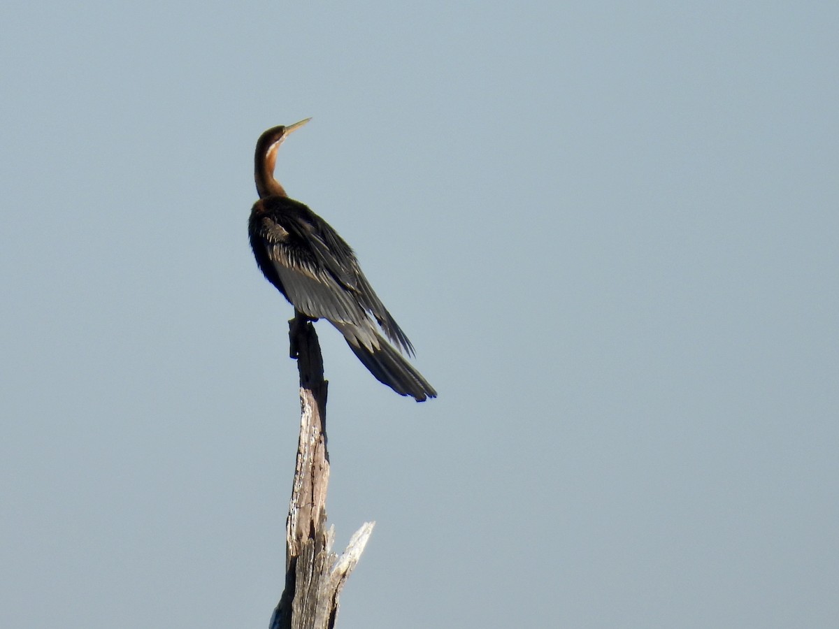 anhinga africká - ML635767721