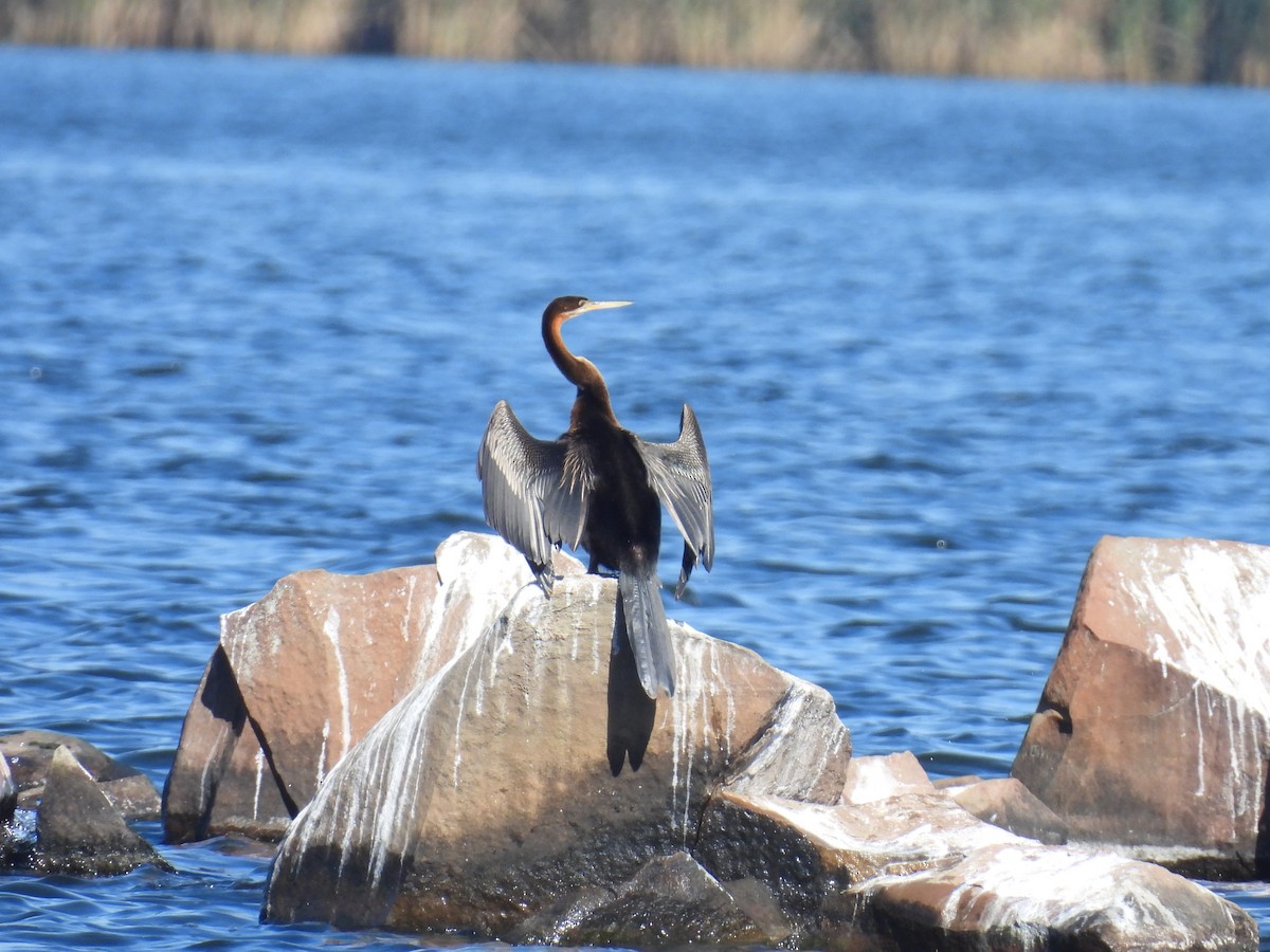 anhinga africká - ML635767722