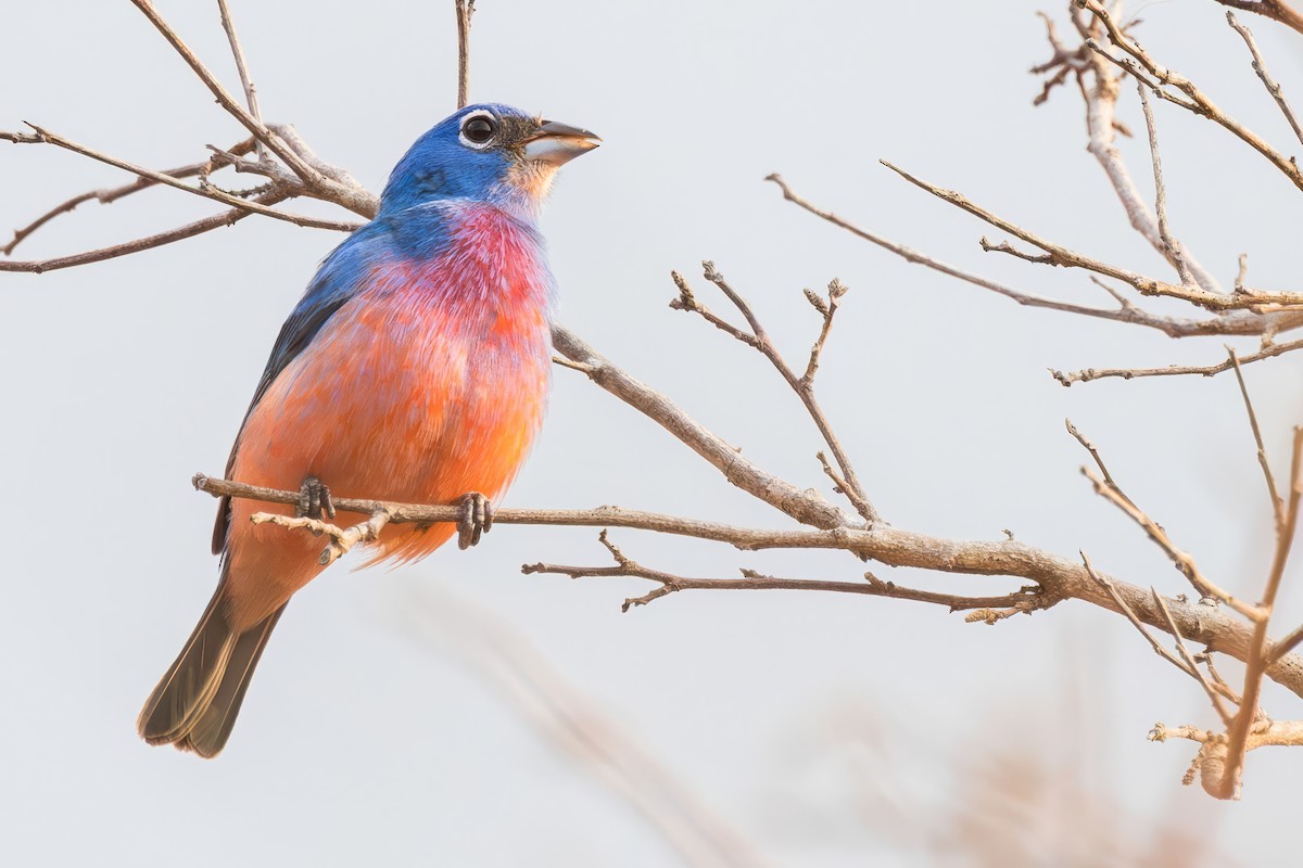 Rose-bellied Bunting - ML635767735