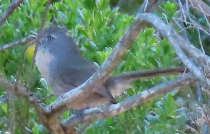 Wrentit - ML635767738