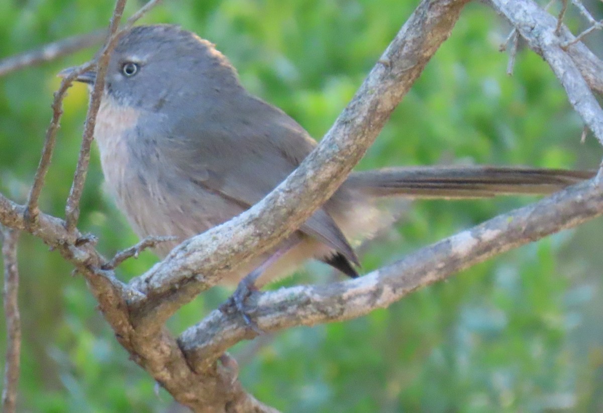 Wrentit - ML635767748