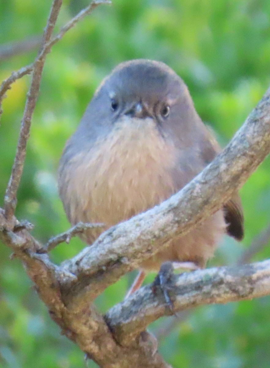 Wrentit - ML635767759