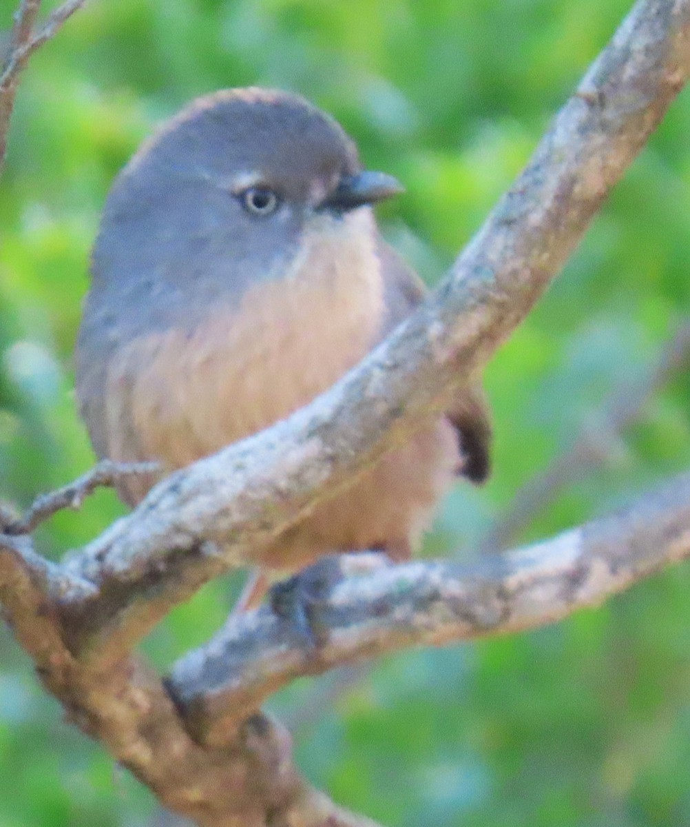 Wrentit - ML635767772
