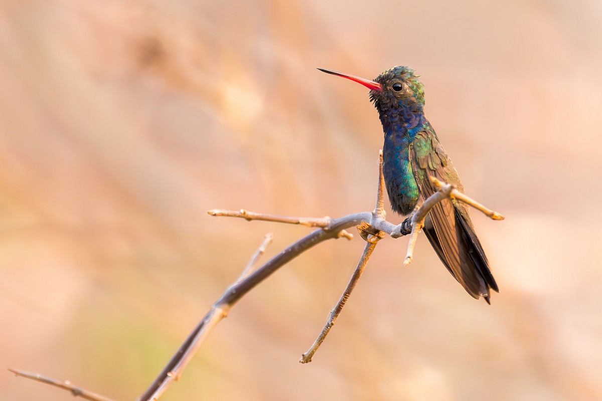 Turquoise-crowned Hummingbird - ML635767807