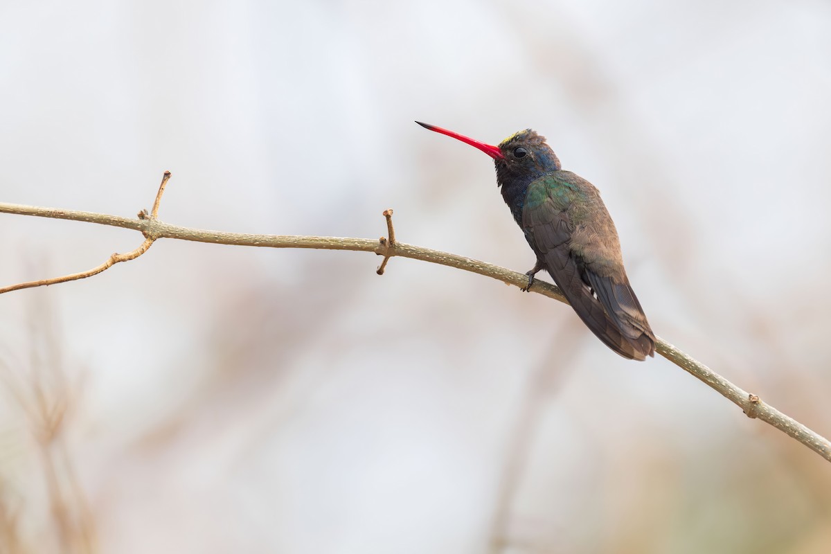 Turquoise-crowned Hummingbird - ML635767813