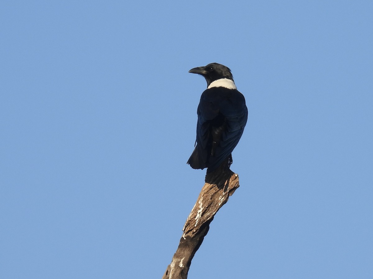 Pied Crow - ML635767816
