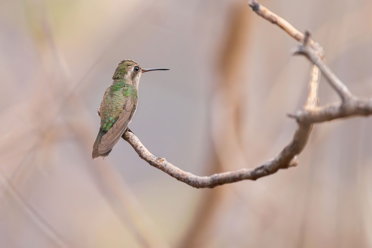 Turquoise-crowned Hummingbird - ML635767840