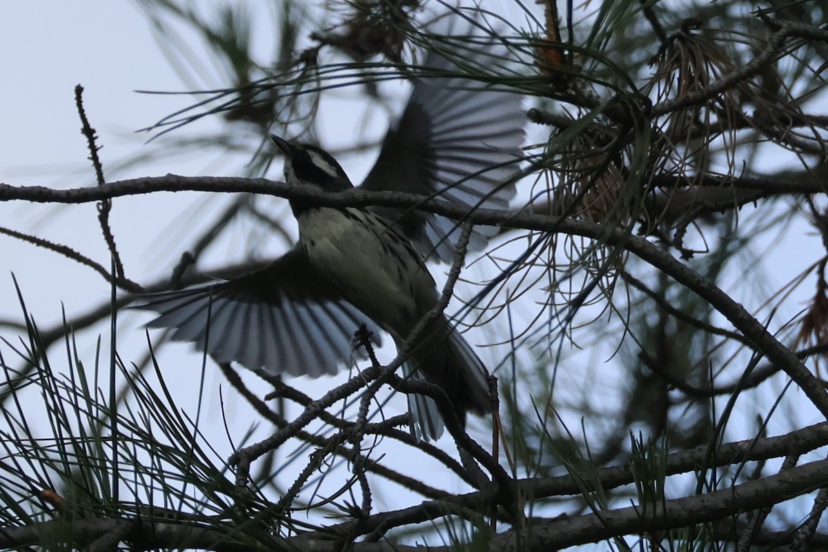 Black-throated Gray Warbler - ML635767859