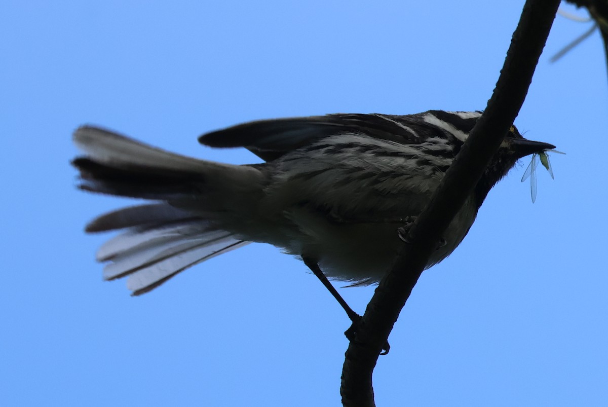 Black-throated Gray Warbler - ML635767860