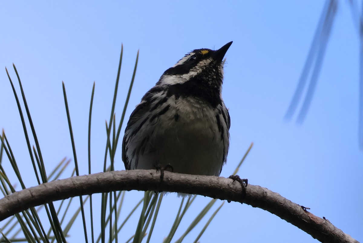 Black-throated Gray Warbler - ML635767861
