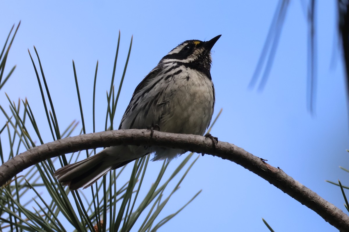Black-throated Gray Warbler - ML635767862