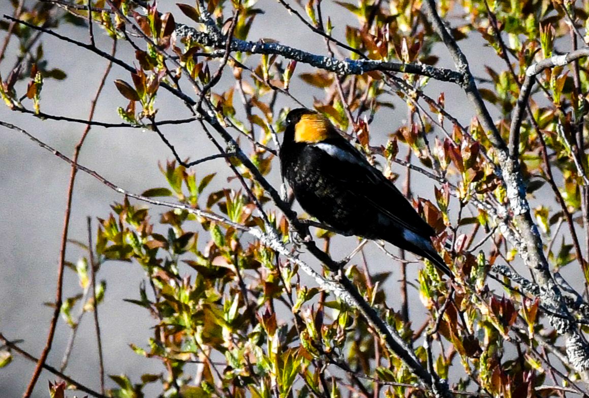 bobolink - ML635767971