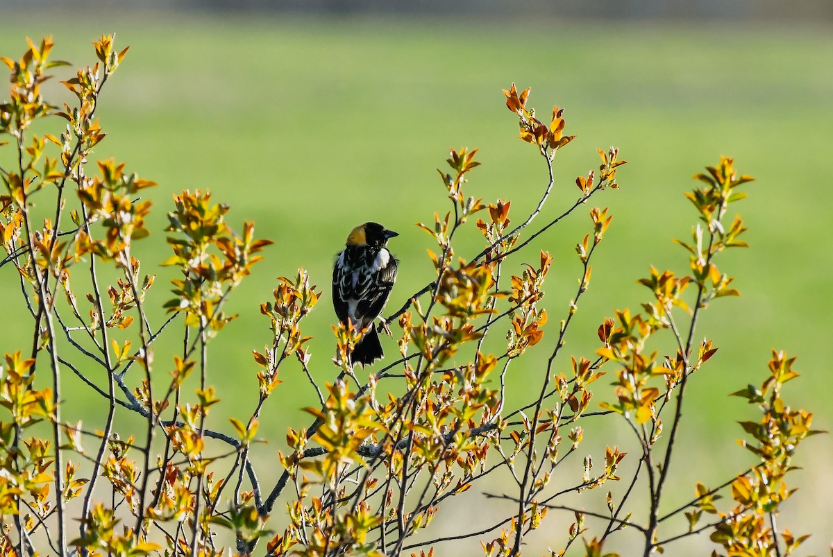 bobolink - ML635767972