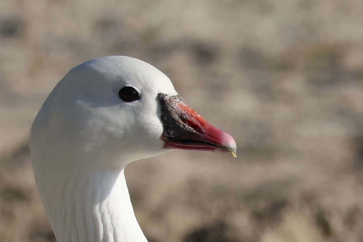 Snow x Ross's Goose (hybrid) - ML635768004