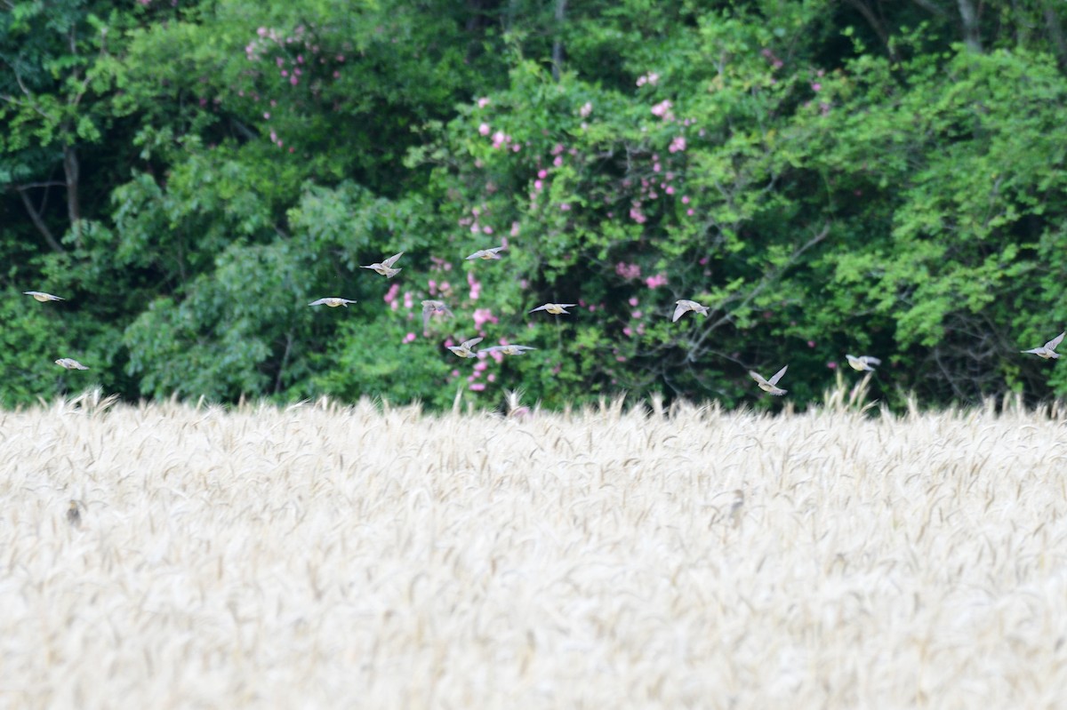 bobolink - ML635768154