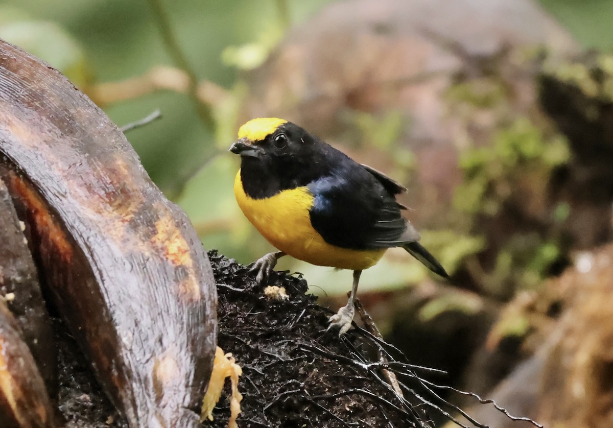 Orange-bellied Euphonia - ML635768183
