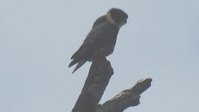Bat Falcon - ML635768192
