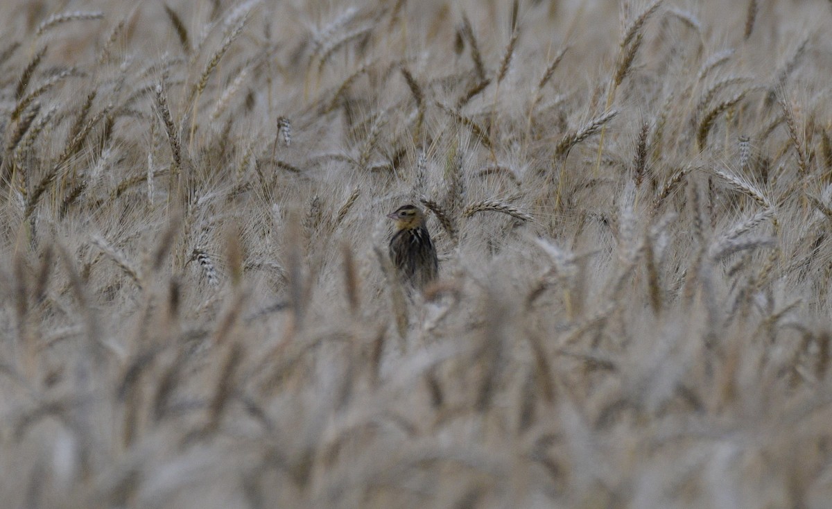 bobolink - ML635768218