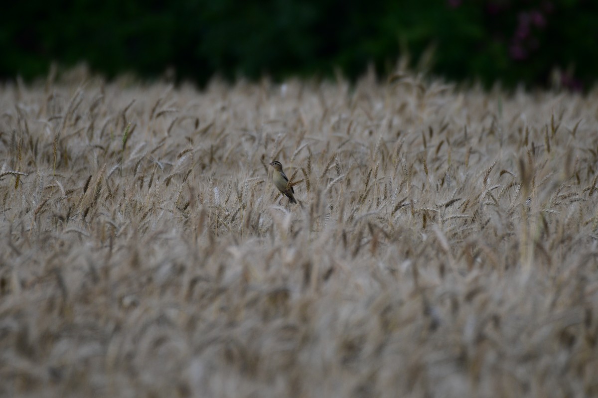 bobolink - ML635768248