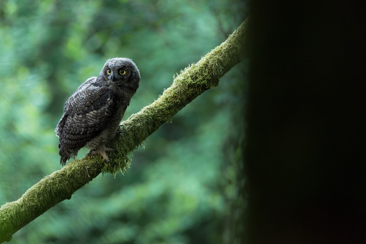 Great Horned Owl - ML635768257