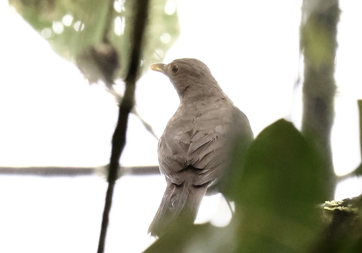 Ecuadorian Thrush - ML635768271