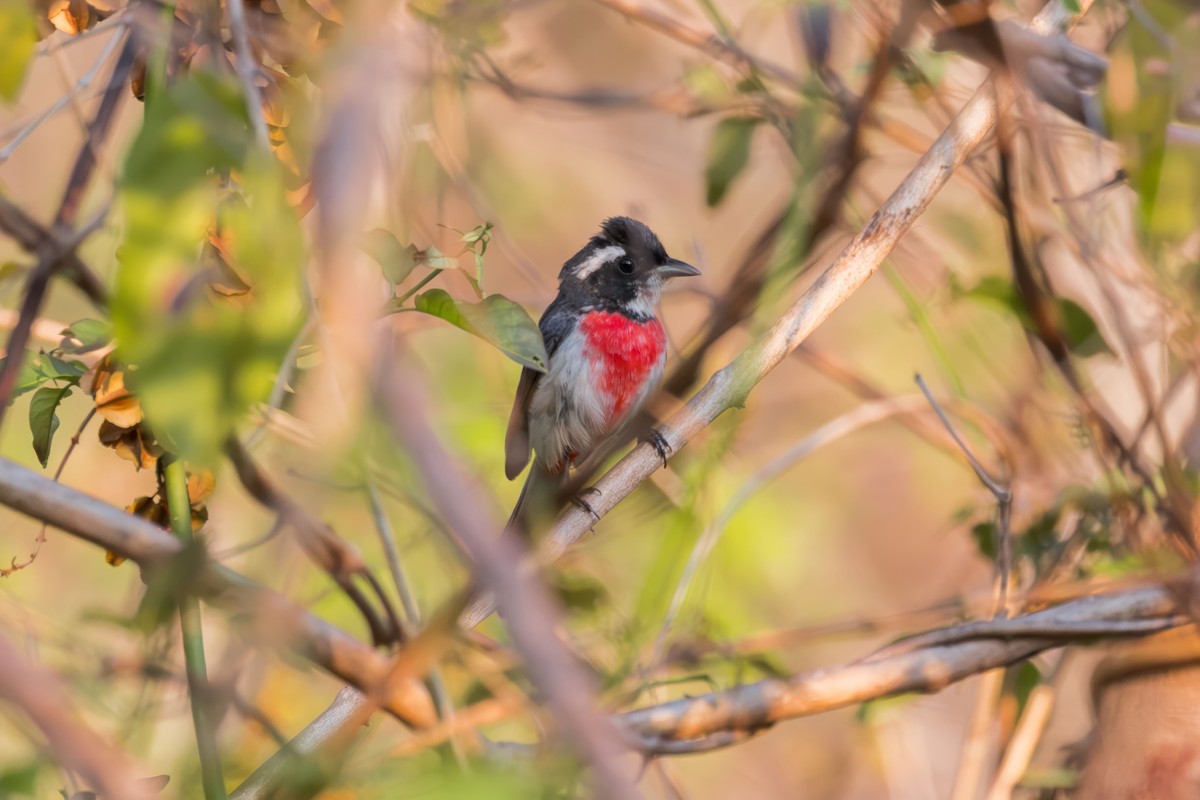 Red-breasted Chat (Red-breasted) - ML635768284