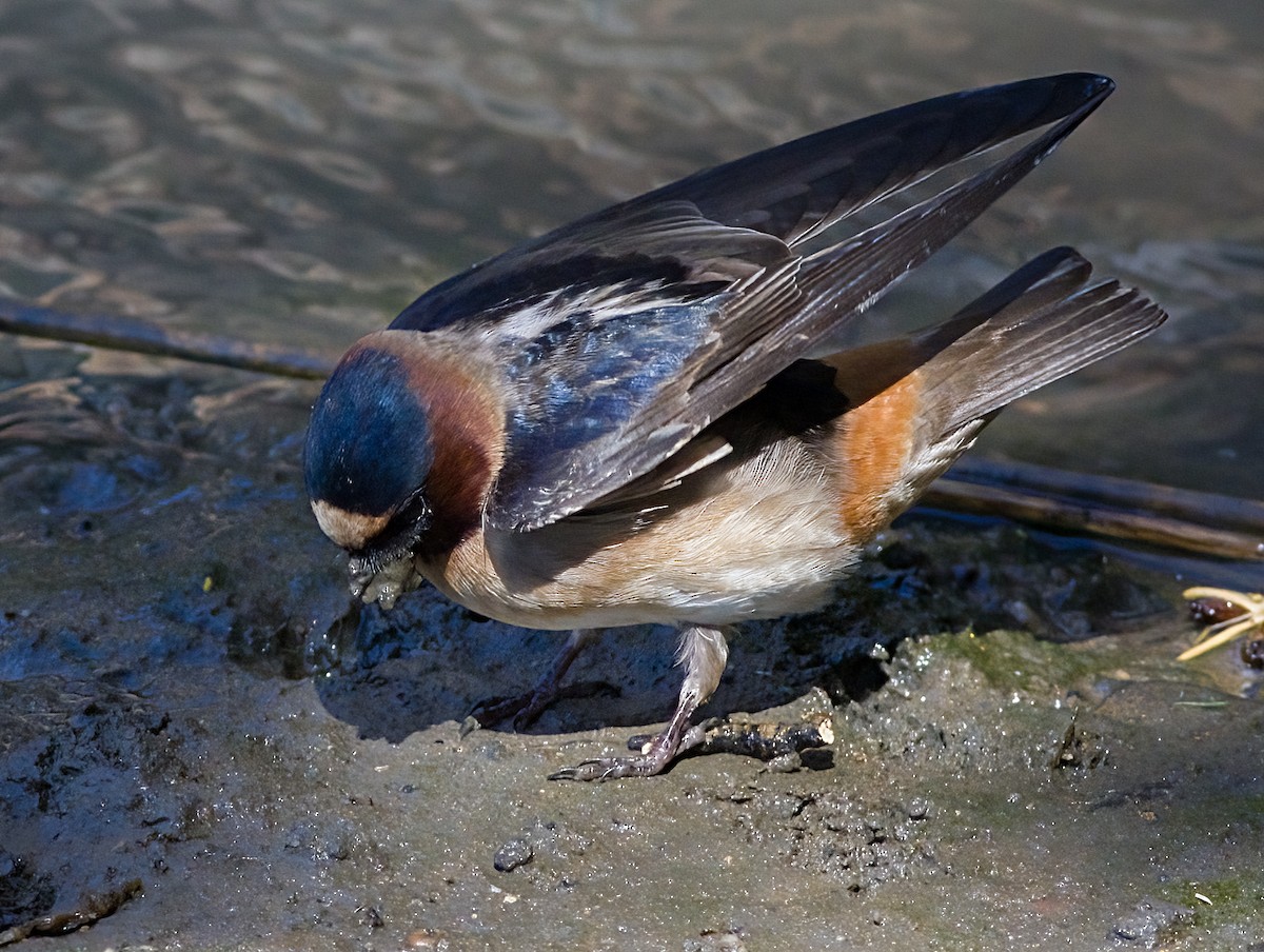 Cliff Swallow - ML635768304