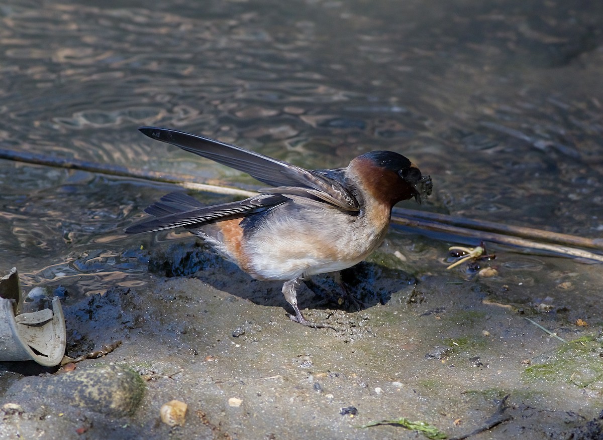 Cliff Swallow - ML635768307