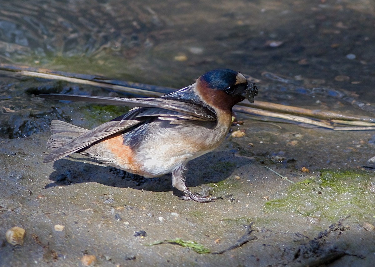 Cliff Swallow - ML635768317