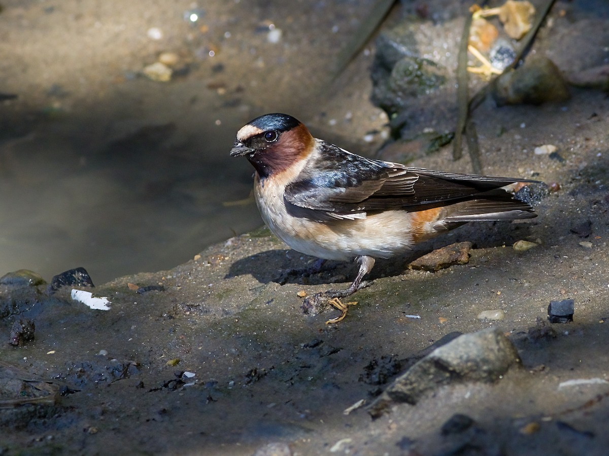 Cliff Swallow - ML635768320