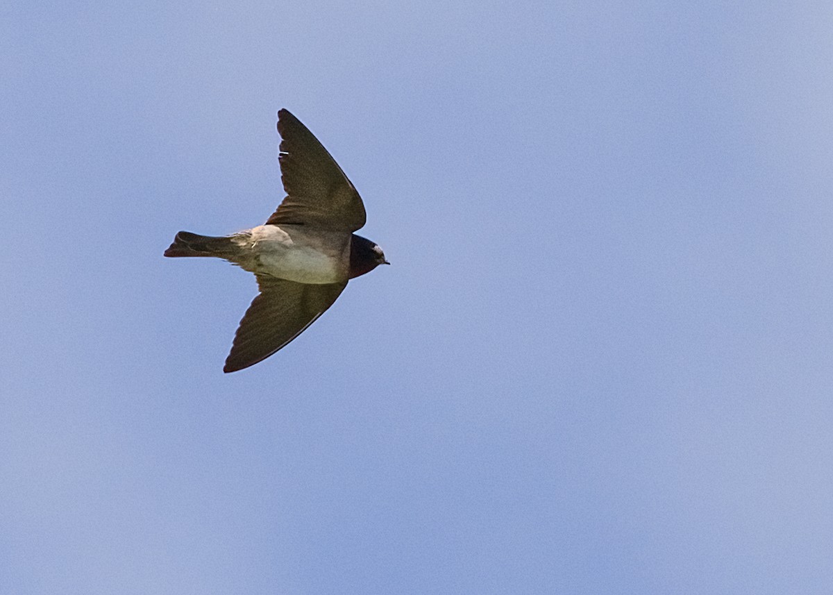 Cliff Swallow - ML635768325