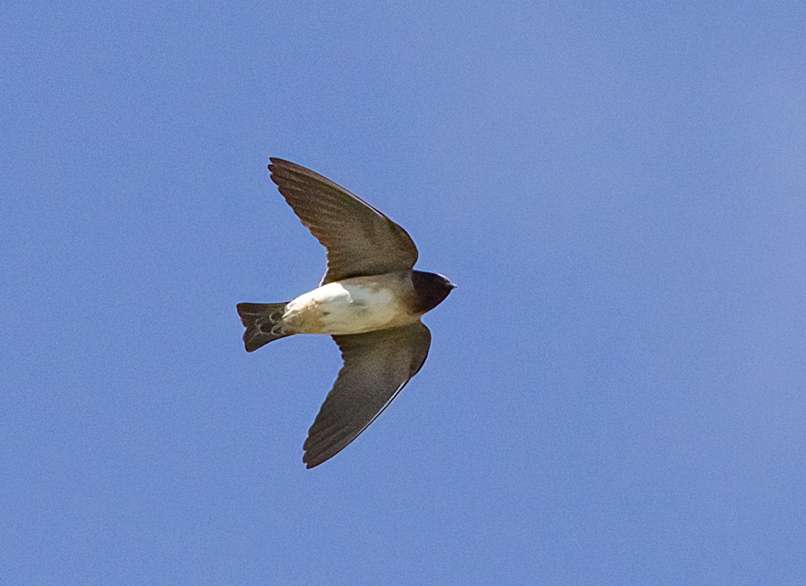 Cliff Swallow - ML635768328
