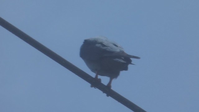 Plumbeous Kite - ML635768356