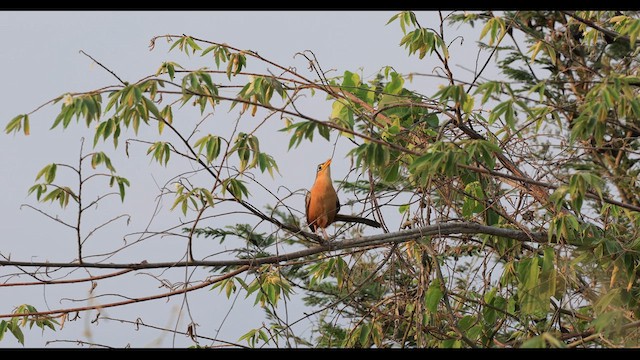 Lesser Ground-Cuckoo - ML635768384