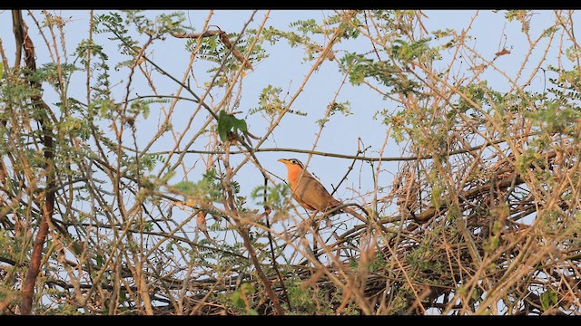 Lesser Ground-Cuckoo - ML635768401