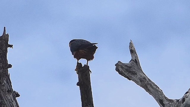 Bat Falcon - ML635768658