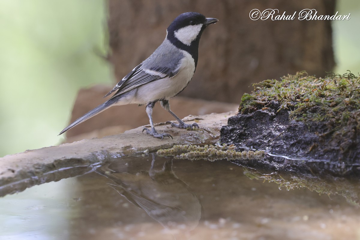 Asian Tit (Cinereous) - ML635768677