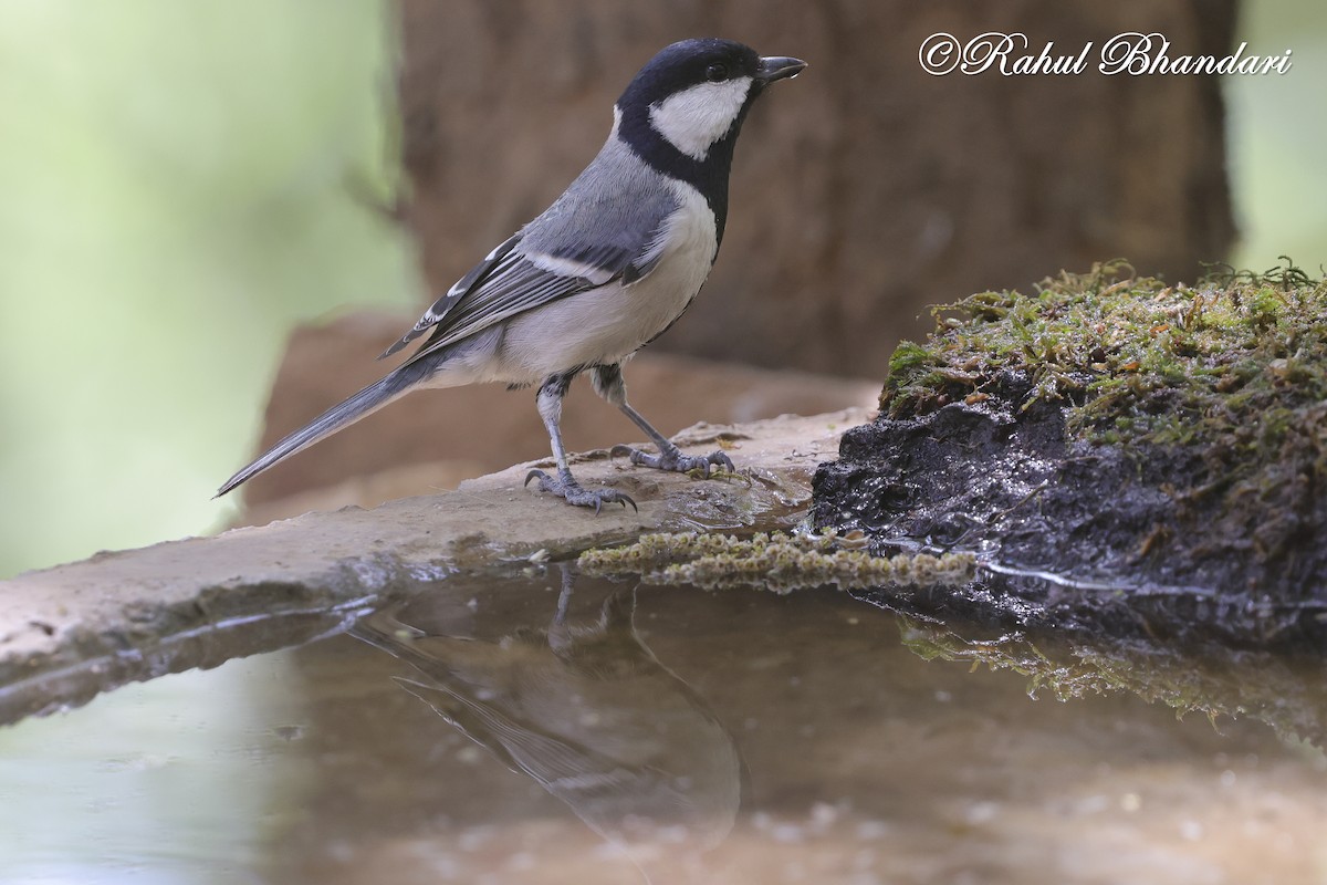 Asian Tit (Cinereous) - ML635768678