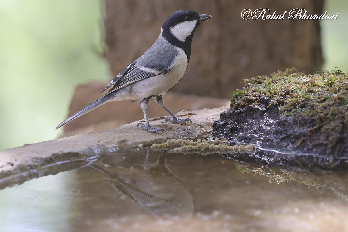 Asian Tit (Cinereous) - ML635768679