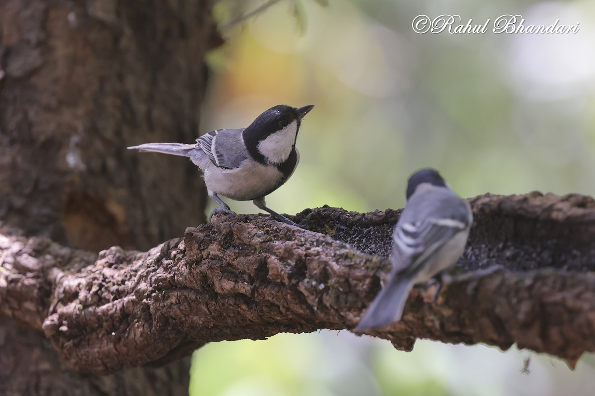 Asian Tit (Cinereous) - ML635768680