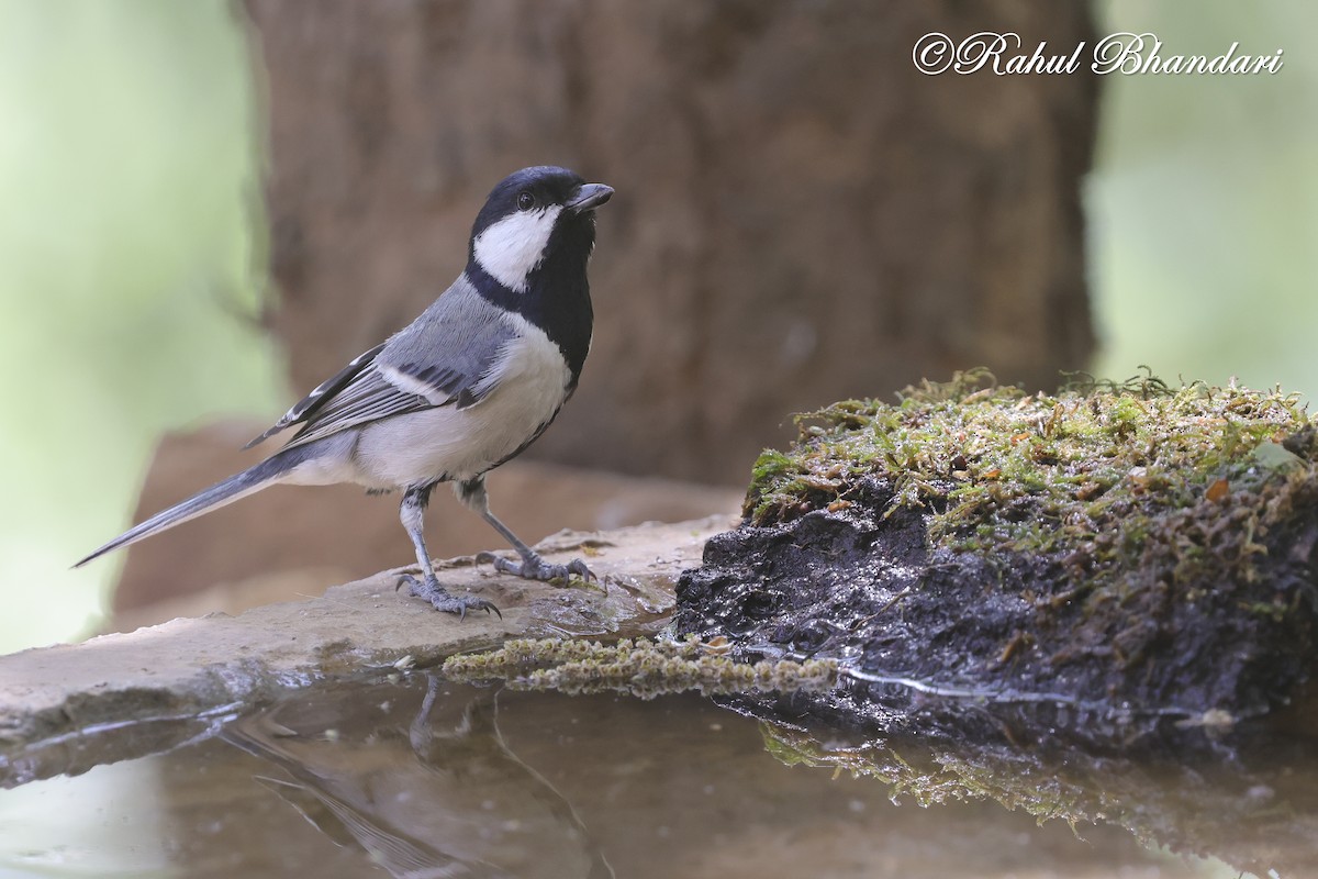 Asian Tit (Cinereous) - ML635768681