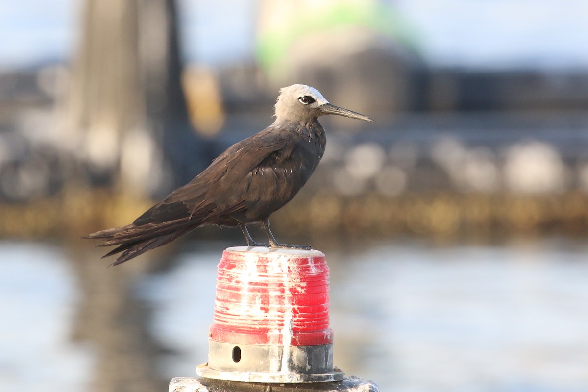 Lesser Noddy - ML635768751