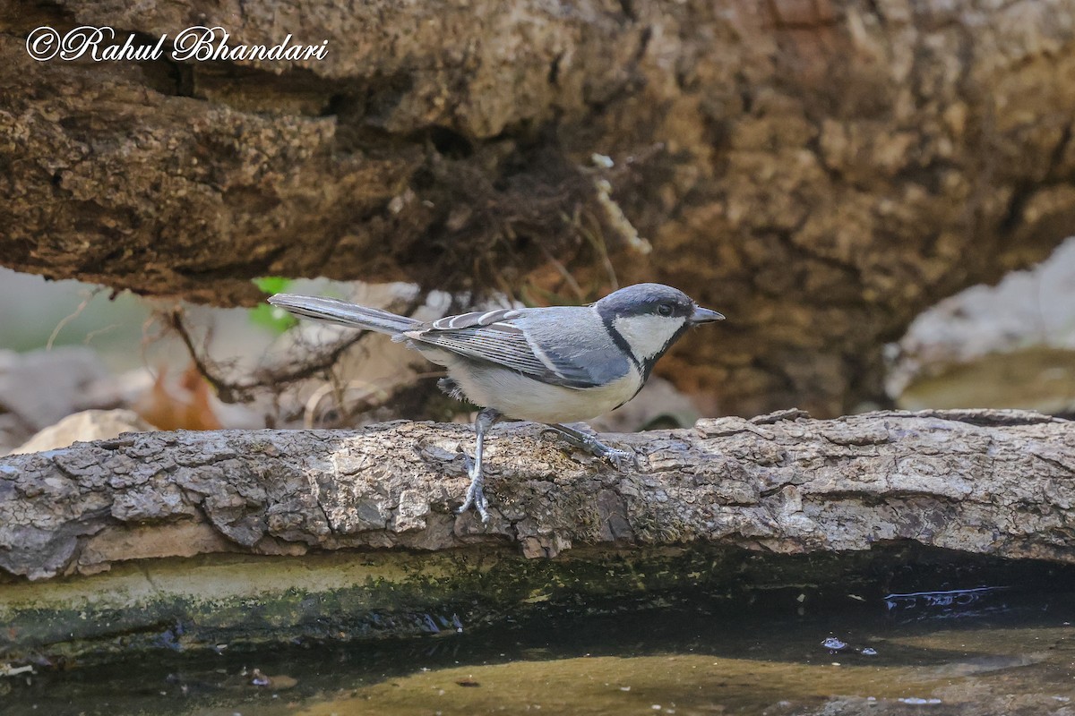 Asian Tit (Cinereous) - ML635768910