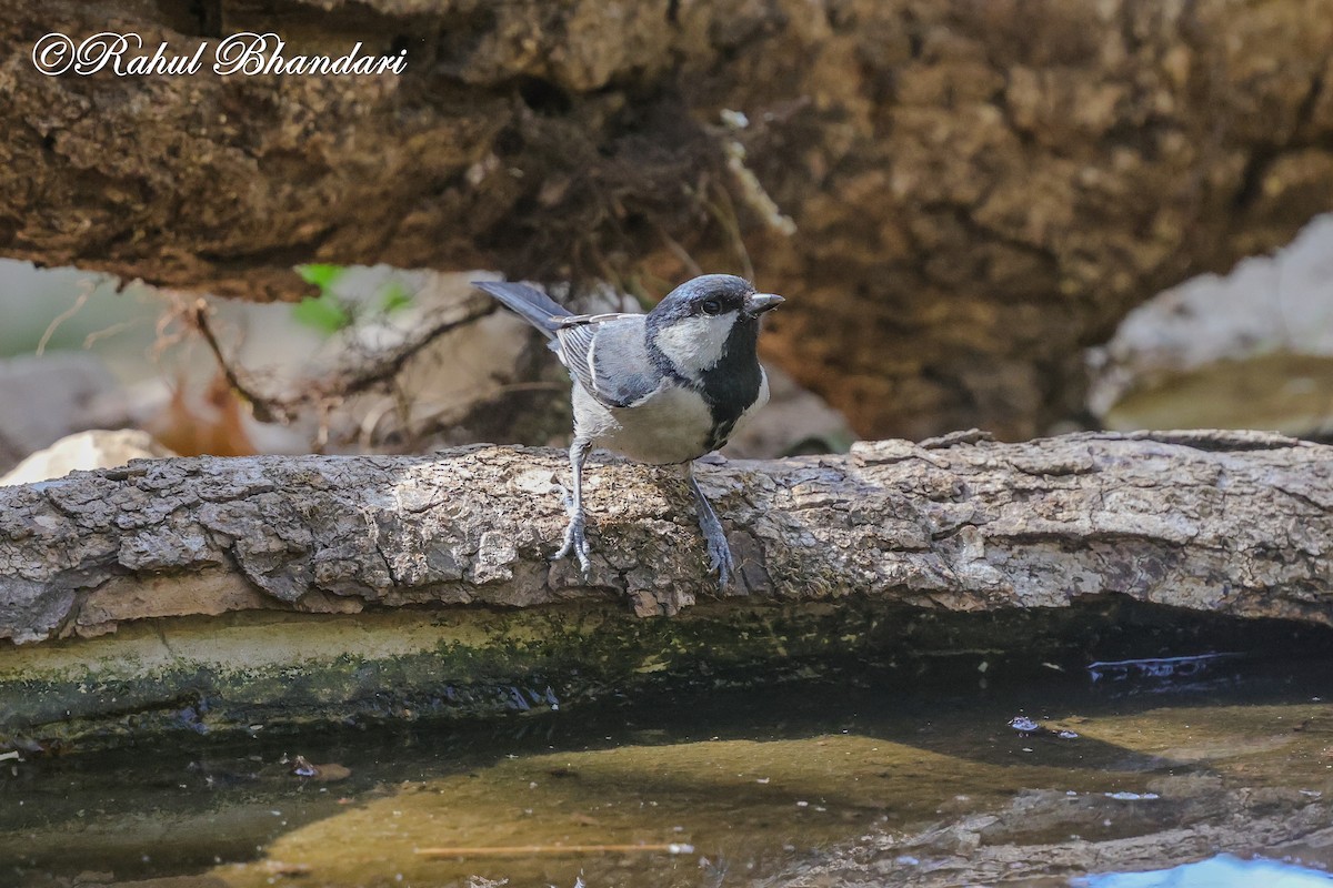 Asian Tit (Cinereous) - ML635768911