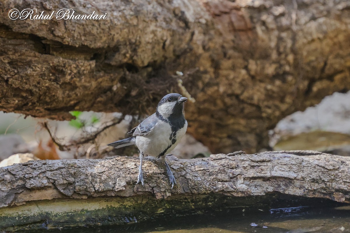 Asian Tit (Cinereous) - ML635768912