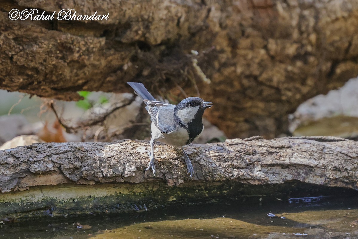 Asian Tit (Cinereous) - ML635768913